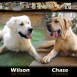 Wilson y Chase